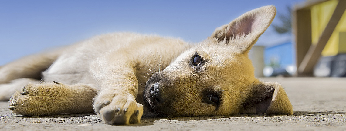 Versicherungen Meppen Hundehalterversicherung kleiner und liegt auf Boden